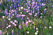 Texas Bluebonnet und rosa Nachtkerze (Oenothera speciosa)