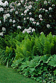 Matteuccia struthiopteris, Rodgersia podophylla und Rhododendron 'Sappho'
