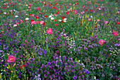 Melilotus, Wildblumen und Papaver rhoeas wachsen auf einer Wiese