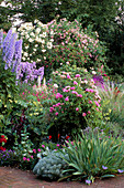 Rittersporn 'Blue Jade', Kletterrose 'Iceberg', Rosa 'La Ville de Bruxelles' im Beet