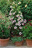 CONTAINERS with Fuchsia'Checkerboard', CLEMATIS Florida 'SIEBOLDII', PELARGONIUM'LORD BUTE'. THE Garden HOUSE, GLOS