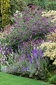 Buddleja Davidii'nanho Blue ', Echinops Ritro'veitch's Blue' Larkspur & Golden Irish Yew. Designer: Helen Dillon