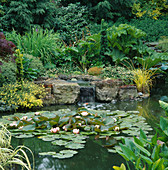 Seerosen (Nymphaea) 'Mrs Richmond' am Teich, Wasserfall, Gunnera manicata