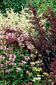 Atriplex hortensis 'Rubra', Monarda 'Cherokee', Artemisia 'Jim Russell'