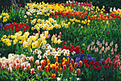 Kräftige Farben von Frühlingszwiebeln, Tulipa, Hyacinthus und Narcissus, die durch Gras wachsen