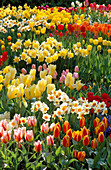 VIBRANT COLOURS of SPRING BULBS: Tulipa AND NARCISSUS IN THE GARDENS of MAINAU, Lake CONSTANCE