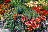 Gestreifte Tulipa, Anemone blanda und Euphorbia-Laub im Steingarten