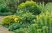 THE Yellow BORDER. HADSPEN Garden, SOMERSET.