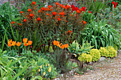 Tulipa 'GENERAAL De WET', EUPHORBIA GRIFFITHII 'DIXTER' AND Golden FEVERFEW. HADSPEN Garden, Somerset