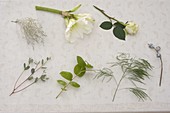 Zutaten für weißen Strauß mit Hippeastrum (Amaryllis), Rosa (Rosen)