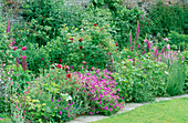 Geranium psilostemon, Rose 'Tuscany Superb', Digitalis purpurea, Penstemon 'Huskers Red', Veronica 'Pink Damask'