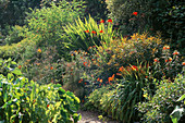 Orange BORDER: HEMEROCALLIS 'AZTEC', CROCOSMIA 'LUCIFER', OENOTHERA 'Sunset BOULEVARD'. HADSPEN Garden, SOMERSET.