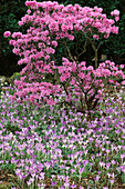 Rhododendron PRAECOX AND CROCUS TOMMASINIANUS