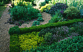THYME BED IN THE Herb Garden at LOWER SEVERALLS, Somerset