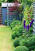 Blue PAINTED TRELLIS SURROUNDS CORNER of BORDER with Box BALLS, Delphinium AND CLEMATIS AND PAINTED SHED IN B / G. Designer: Jonathan BAILLIE.