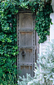 Falsche Holztür, umgeben von Efeu