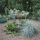 THE Silver & White Garden: BIRD BATH STANDS On GRAVEL , with (LEFT) ERYNGIUM GIGANTEUM AND (RIGHT) ELYMUS MAGELLANICUS. SWINTON LANE, WORCS.