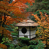 Der Shinto-Tempel ist von leuchtend farbigen japanischen Ahornbäumen umgeben