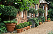LEAD CONTAINERS with CLIPPED TOPIARY PITTOSPORUM AND SANTOLINA. THE Container IS GARLANDED with IVY. Box BALLS IN POTS. MOLESHILL HOUSE,Surrey