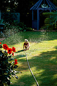 Junge spielt mit einem Schlauch auf dem Rasen