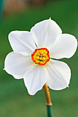 Narcissus actaea