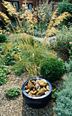 Water Feature Step-by-Step: FINISHED Feature with Blue CERAMIC Pot PLACED On Top of Blue PLASTIC BUCKET AND FILLED with CREAMY BROWN ROCKS AND PEBBLES.BEHIND IS STIPA GIGANTEA