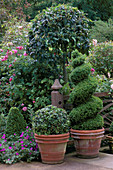 Buchsbaumspiralen und -kugeln auf einer nach Süden ausgerichteten Terrasse, Garten von Rani Lal, Oxon