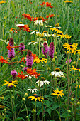 Präriebepflanzung mit Rudbeckia fulgida 'Goldsturm', Echinacea 'White Swan', Liatris spicata und Crocosmia masonorum