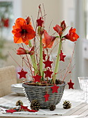 Hippeastrum 'Red Lion' decorated with red felt stars