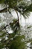 weiße Eiskristall - Sterne an verschneiter Pinus (Kiefer) aufgehängt