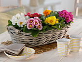 Basket with Primula acaulis (Primroses)