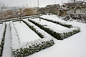 Snowy cottage garden in winter: Buxus edging