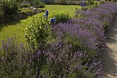 Flowering Lavandula (Lavender hedge), Delphinium (Delphinium)