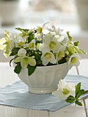 White bowl with Helleborus niger (Christmas roses)