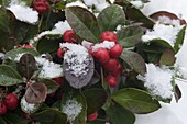 Gaultheria procumbens 'Winter Pearls' (Scheinbeere) im Schnee