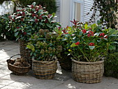 Skimmia 'Rubella', 'Fragrant Cloud', reevesiana