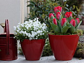 Tulipa 'Couleur Cardinal' (Rote Tulpen), Campanula portenschlagiana