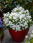 Campanula portenschlagiana 'Alba' (Polster-Glockenblume)