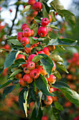 Malus prunifolia (Zier-Apfel) mit Früchten