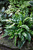 Phyllitis scolopendrium (Hirschzungenfarn) im Schattengarten