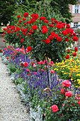 Rabatte mit Rosen und Sommerblumen - Rosa 'Rebell' (Edelrosen) - auf Stamm, unterpflanzt mit Salvia farinacea (Mehlsalbei), Beeteinfassung mit Cineraria maritima (Silberblatt), im Hintergrund Ringelblumenwiese