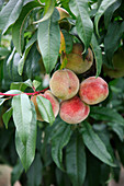 Prunus persica (Pfirsiche) am Baum