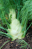 FLORENCE FENNEL
