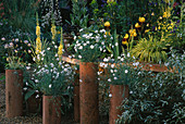 TALL TERRACOTTA POTS CONTAINING White Dianthus IN Front of Yellow Verbascum, IRISES AND HAKONECHLOA MACRA AUREOLA. CHELSEA 1999.