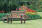 Ein Sitzplatz: Sitzplatz in einer Schubkarre vor einem Rosenbeet, das mit Tulipa 'William of Orange', 'Striped Bellona' und 'Elizabeth Arden' bepflanzt ist