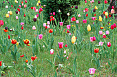 Tulpen eingebürgert im Gras