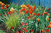 Orange Frühlingsrabatte mit Tulipa 'Ballerina' 'Generaal de Wet' 'Professor Röntgen' 'Electra' (Tulpen), Carex elata (Steife Segge)
