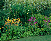 BORDER NEXT TO THE LAWN with NATURALISED CANDELABRA Primula, MATTEUCCIA STRUTHIOPTERIS AND TALL Iris PSEUDACORUS 'BASTARDII'. MERRIMENTS GARDENS, EAST SUSSEX.