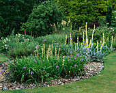 Kies 'Fluss' bepflanzt mit Verbascum olympicum, Sisyrinchium striatum und Schwertlilien