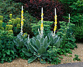 DENMANS Garden, Sussex: GRAVEL Garden PLANTED with Verbascum OLYMPICUM, EUPHORBIA, ERYNGIUM AND BERBERIS.DENMANS Garden, Designer JOHN BROOKES